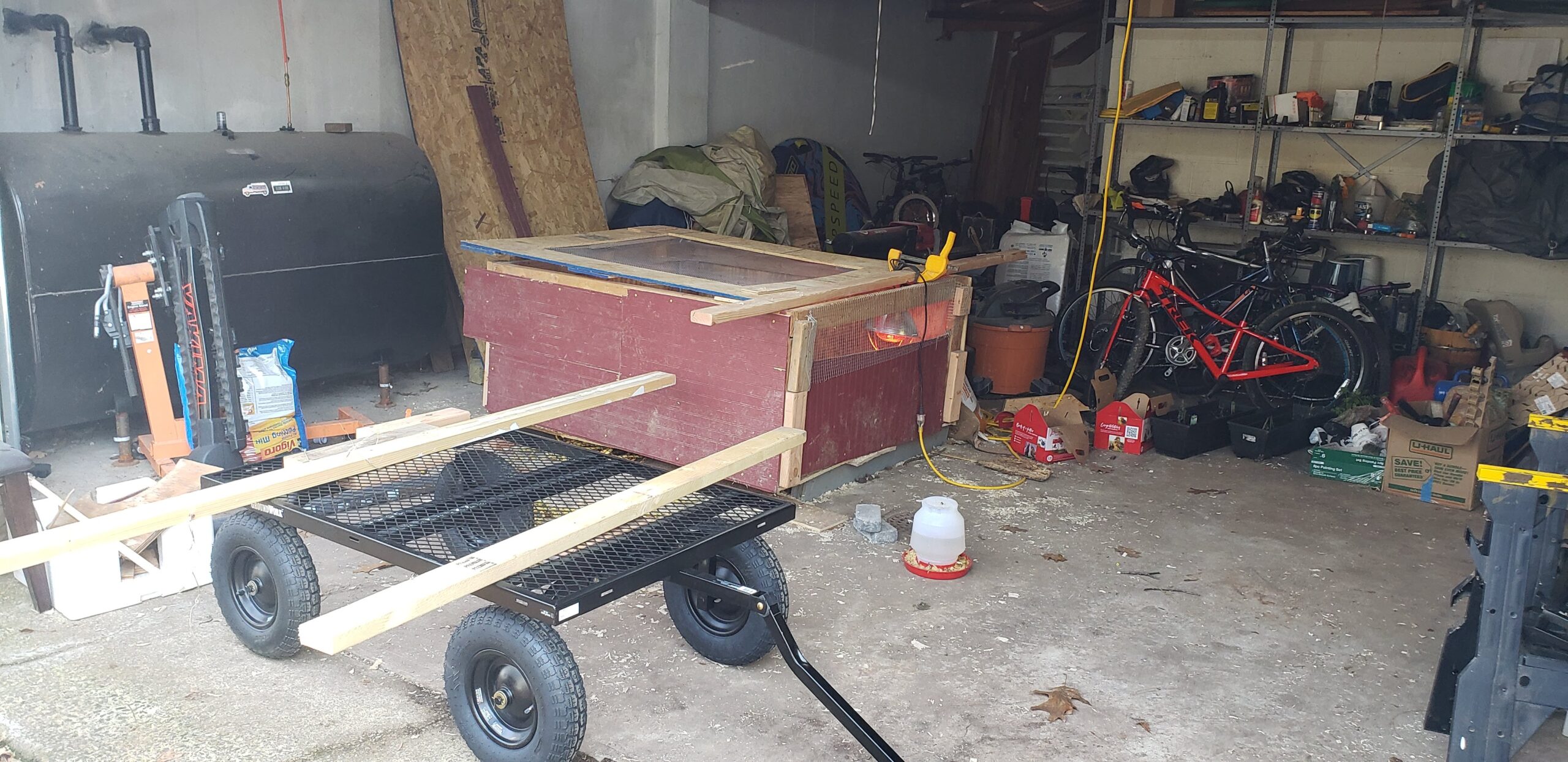 Early days in the brooder