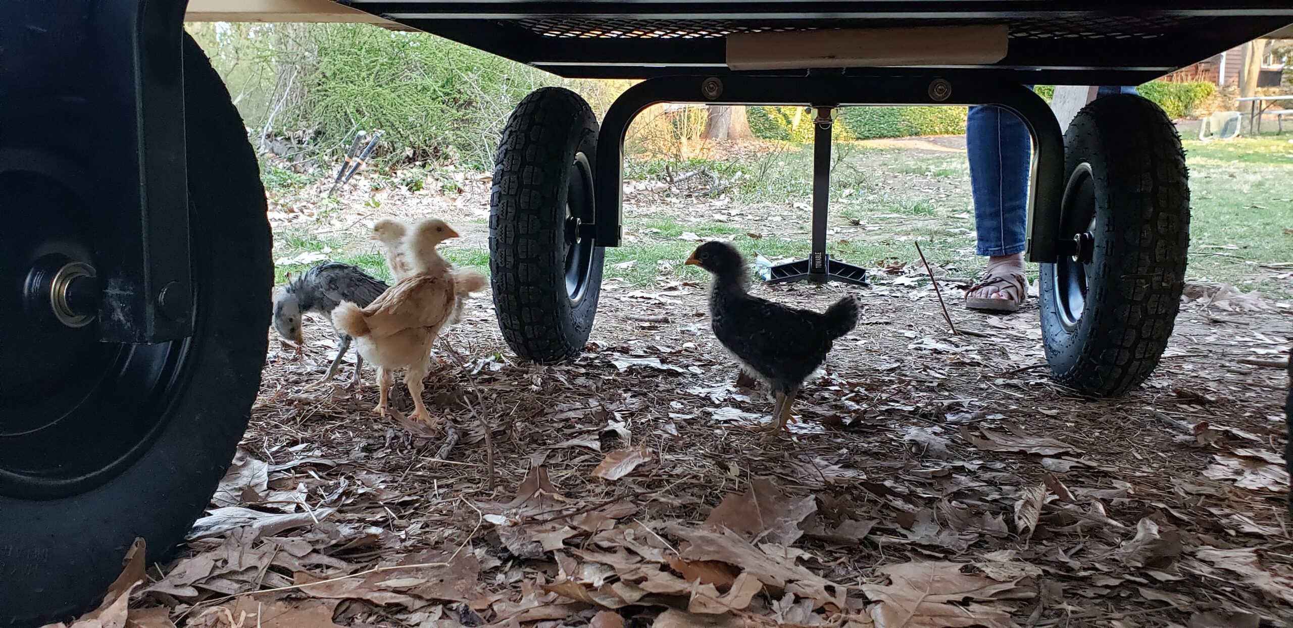 Baby chicks in brooder